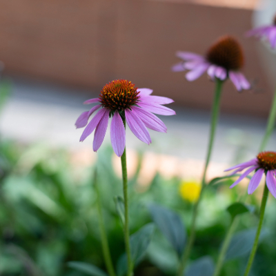 Medicinal garden echinacea NCNM