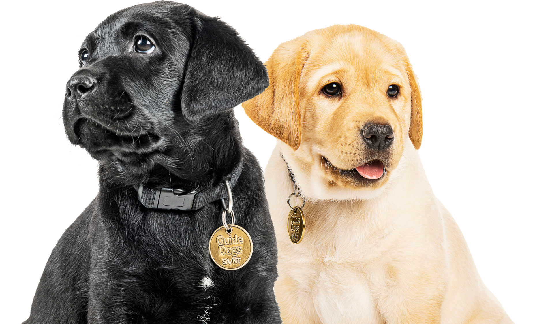 Two labrador puppies, one black and one yellow, sitting side by side.
