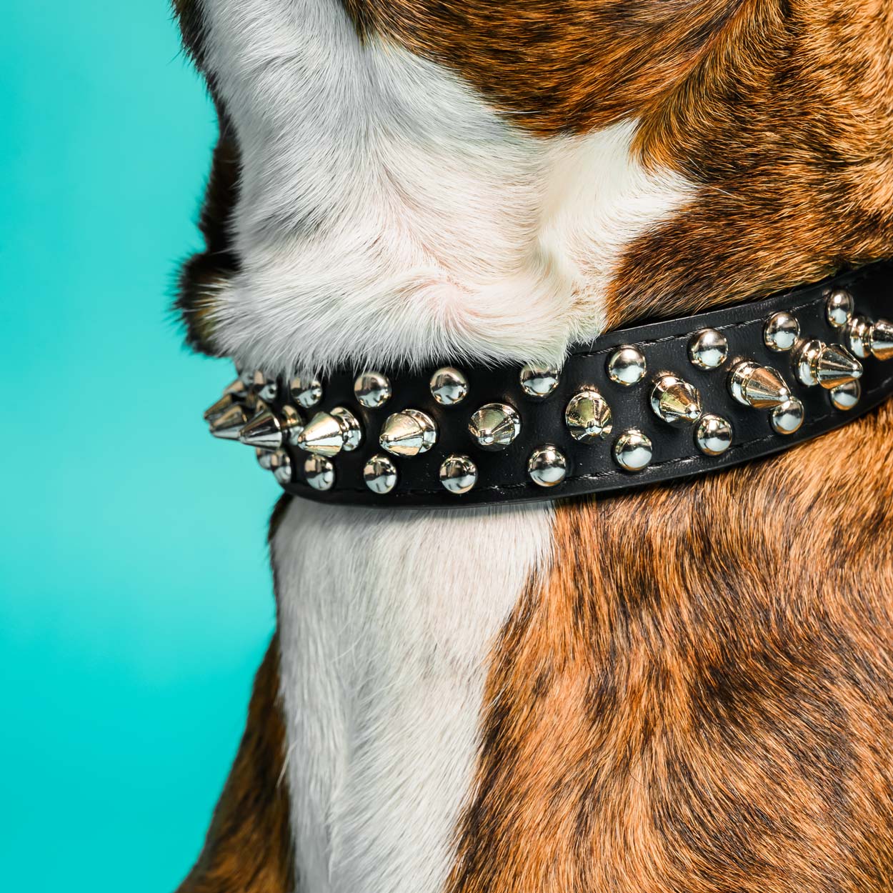 Close-up of a spiked collar on a cute dog