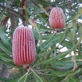 Banksia
