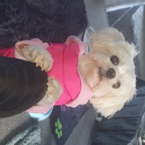 Daisy's doggys