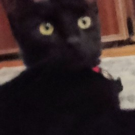 Black Cats