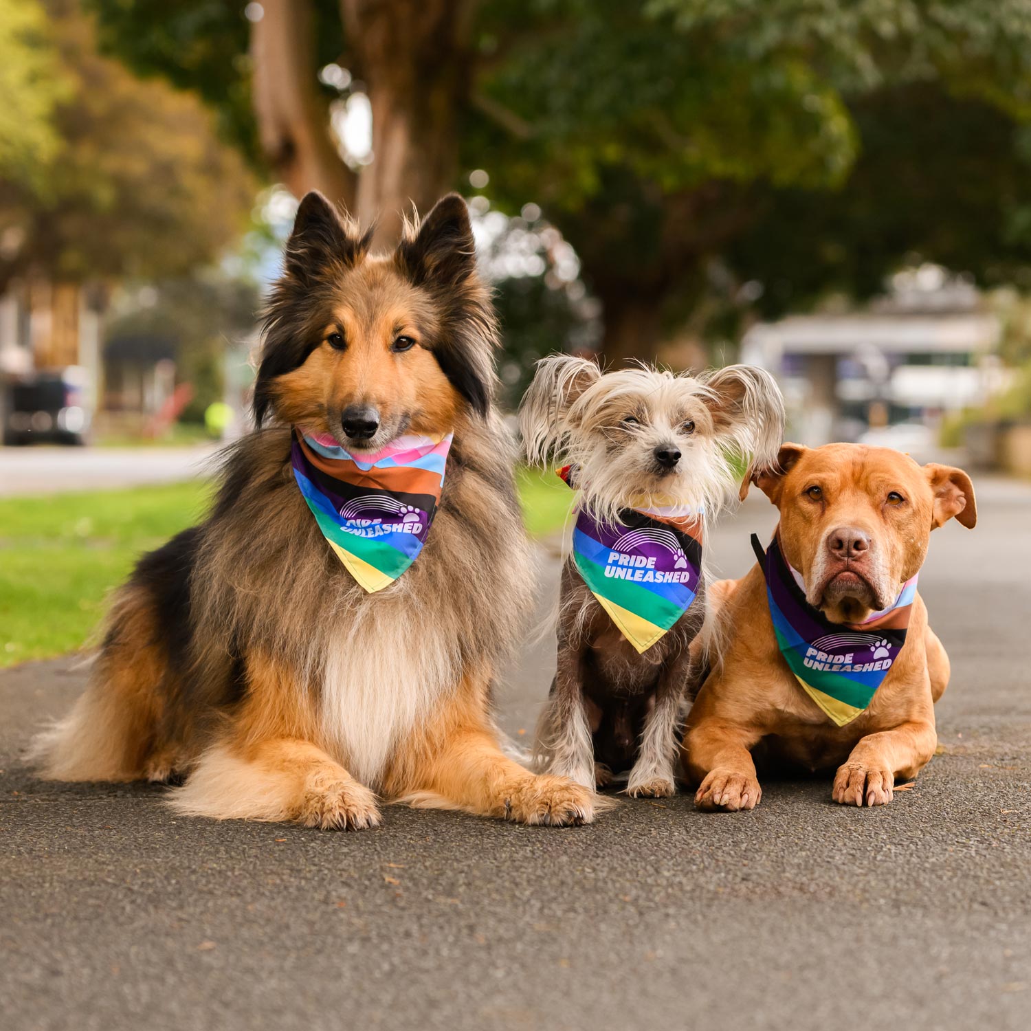 Photo of three dogs, each wearing a rainbow Pride Unleashed bandana