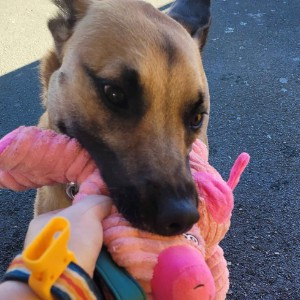 Zander Laika