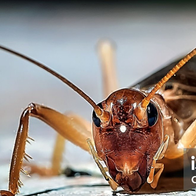 Cricket Rice